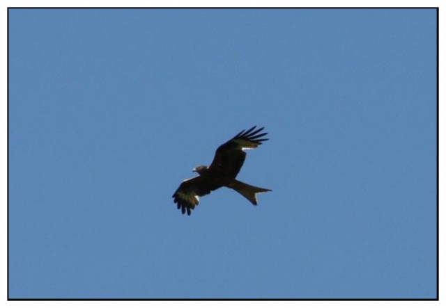 corse aigle.jpg